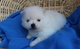 Pomerania cachorro cariñoso - Foto 1