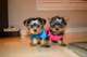 Regalo yorkshire terrier mini toy