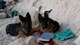 Venta de cachorros de pastor aleman - Foto 1