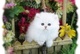 Adorables gatitos persas - póngase en contacto con