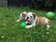 Akc reg marrón / blanco macho y hembra cachorros de bulldog inglé