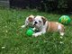 AKC reg marrón / blanco macho y hembra cachorros de Bulldog Inglé - Foto 1