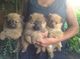 Cachorros de pomerania para la adopción