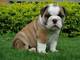 Cute cachorros Bulldog Inglés - Foto 1