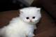 Disponible gatitos persas - Póngase en contacto con - Foto 1
