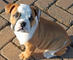 Gorgeous Bulldog Inglés cachorros disponibles - Foto 1