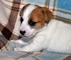 Impresionante Miniture Los cachorros Jack Russell - Foto 1