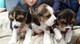 Los cachorros beagle hermosas de bolsillo