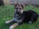 Precioso cachorro de pastor alemán Necesidades querido Hogar - Foto 2