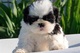 Regalo Cachorritos de shih tzu de pura raza - Foto 1