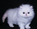 Registrado punto poner crema rara gatitos persas - Póngase en con - Foto 1