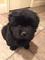 400€ cachorros chow chow ... - Foto 1