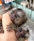 Bebé monos tití pigmeo