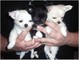 Beutifull chihuahua cachorros en adopción