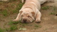 Cachorros shar pei - Foto 1