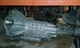 Caja cambio mitsubishi l200