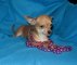 Chihuahuas cabeza de manzana - Foto 1