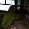 Conure verde de la mejilla - Foto 1