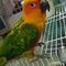 Domingo conure - Foto 1