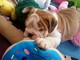 Gorgeous Bulldog Inglés cachorros disponibles - Foto 1