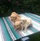 Grandes cachorros de golden retriever