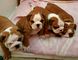 Hermosos cachorros bulldog ingleses - Foto 1