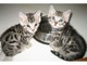 Inicio Formado varón y hembra gatitos de Bengala para la venta ya - Foto 1