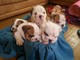 Los cachorros bulldog calidad registrada