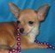 Los cachorros chihuahuas