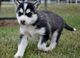 Perritos del husky siberiano para el día de hoy