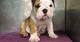 Precioso 3 meses de edad bulldog inglés disponibles para nueva