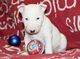 Regalo cachorros para su adopcion bull terrier