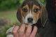 Regalo increíble bonita camada de beagle