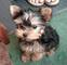 Regalo mini toy cachorros yorkie