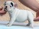 Regalo todos los cachorros bulldog frances