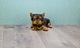 Regalo yorkshire terrier mini toy