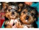 Yorkshire Terrier Puppy for Adoption - 10 Weeks Old - Foto 1