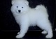 2 Guau!! Todos los cachorros Samoyedo blanco listo!!! - Foto 1