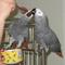 2 HABLAR Congo Africano GRIS PARA LOROS buen hogar - Foto 1