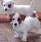 2 hermosos cachorros de jack russell terrier para ir