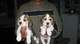 2 los cachorros beagle preciosa disponible ahora