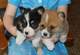 2 pembroke welsh corgi cachorros para la venta ahora