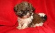 2 shih tzu cachorros macho y hembra con todos los documentos