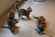 3 gatitos ragdoll mano-criado