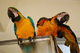 3 inicio levantó las aves macaw disponibles
