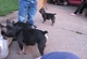 3 Los cachorros Bulldog francés dulce para la adopción - Foto 1