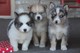 Adopción 4 cachorros pomsky