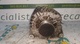 Alternador citroen c3 tg15c134