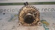 Alternador land rover freelander