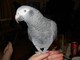 !!!!!AVES GRIS africano adorable y lindo - Foto 1